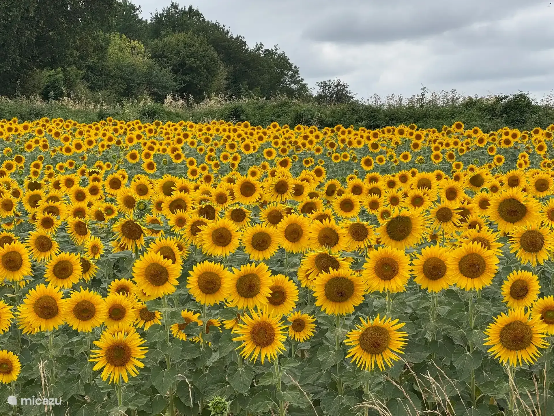 Een zonnebloemveld in bloei in de Charente, met bos op de achtergrond